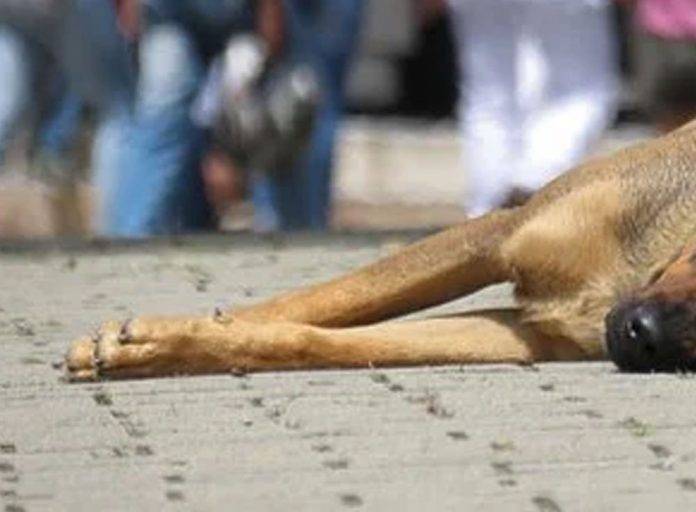 Hombre apuñala a perro hasta matarlo porque le ladró