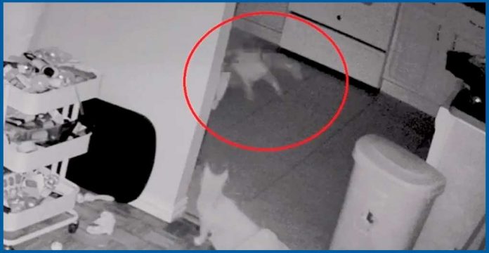 Cámara de seguridad graba a “fantasma” atacando a un gato